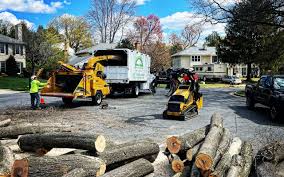 Best Tree Risk Assessment  in St Clairsville, OH