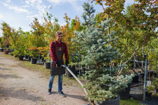 Best Storm Damage Tree Cleanup  in St Clairsville, OH